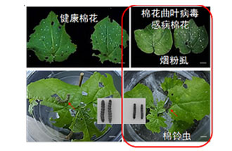 近日，微生物研究所發(fā)現(xiàn)雙生病毒調控植物免疫平衡實現(xiàn)全新生態(tài)功能