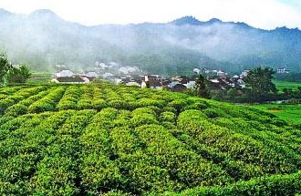 9月2日，財政部、稅務總局發(fā)布了關于繼續(xù)執(zhí)行邊銷茶增值稅政策的公告